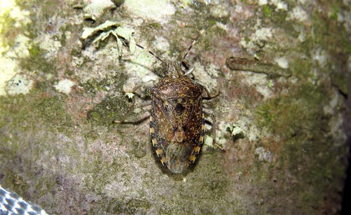 Pentatomidae: Rhaphigaster nebulosa del Portogallo (Costa de Caparica)